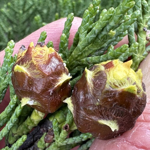 Hesperocyparis macrocarpa