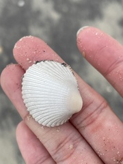 Lunarca ovalis