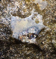 Diopatra dentata