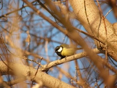 Parus major