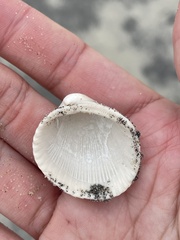 Lunarca ovalis