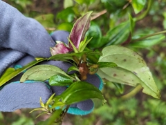 Tripterospermum taiwanense