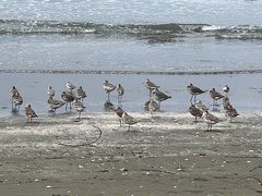 Limosa lapponica baueri