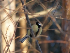 Parus major