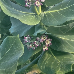 Calotropis procera