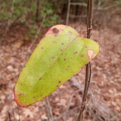 Smilax glauca