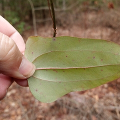 Smilax glauca