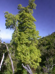 Bobea elatior