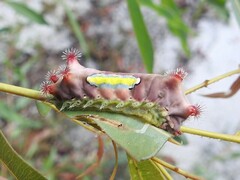 Doratifera vulnerans