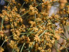 Ephedra tweedieana