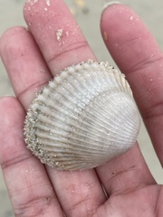 Lunarca ovalis