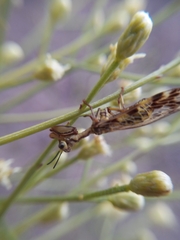 Paramantispa decorata