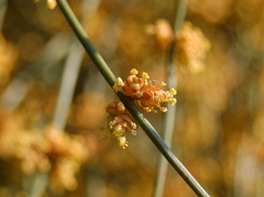 Ephedra tweedieana