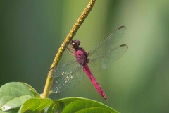 Orthemis discolor
