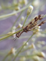 Paramantispa decorata