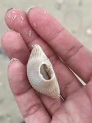 Lunarca ovalis