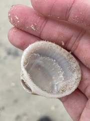 Lunarca ovalis