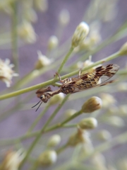 Paramantispa decorata