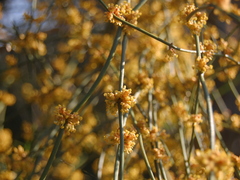 Ephedra tweedieana