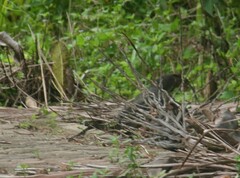 Varanus salvator macromaculatus