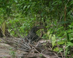 Varanus salvator macromaculatus