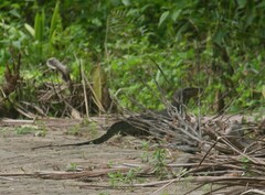Varanus salvator macromaculatus