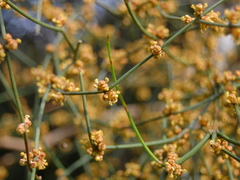 Ephedra tweedieana