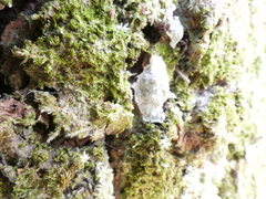 Cryptothecia striata