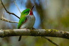 Todus angustirostris