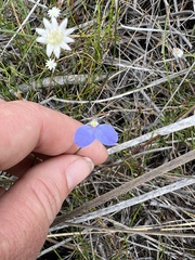 Comesperma sphaerocarpum