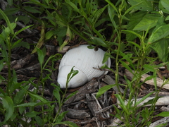 Megalobulimus lorentzianus
