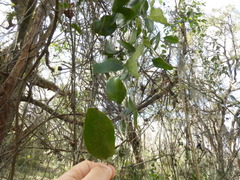 Smilax laurifolia