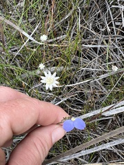 Comesperma sphaerocarpum