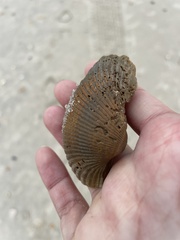 Lunarca ovalis