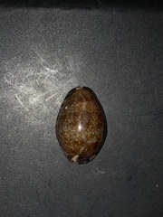 Pseudozonaria arabicula