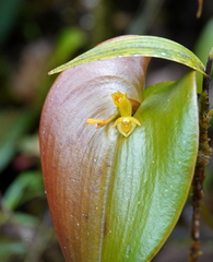 Pleurothallis monocardia
