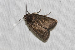 Proteuxoa leucosticta