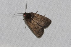 Proteuxoa leucosticta