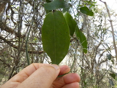 Smilax laurifolia