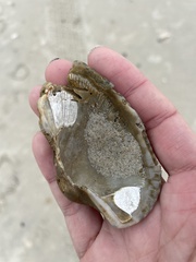 Lunarca ovalis