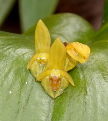 Pleurothallis monocardia
