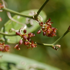 Smilax campestris