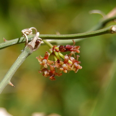 Smilax campestris