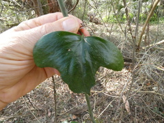 Smilax laurifolia