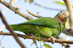 Amazona collaria