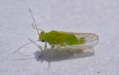 Cacopsylla ambigua