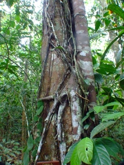 Ficus nymphaeifolia