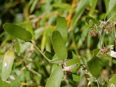 Smilax campestris