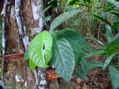 Ficus nymphaeifolia