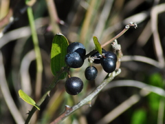 Smilax campestris